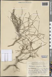 Calligonum mongolicum Turcz., South Asia, South Asia (Asia outside ex-Soviet states and Mongolia) (ASIA) (China)