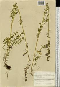 Polemonium caeruleum subsp. kiushianum (Kitam.) Hara, Siberia, Russian Far East (S6) (Russia)
