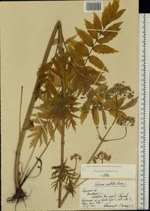 Valeriana officinalis L., Eastern Europe, Central region (E4) (Russia)