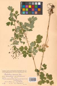 Thalictrum minus subsp. elatum (Jacq.) Stoj. & Stef., Siberia, Russian Far East (S6) (Russia)