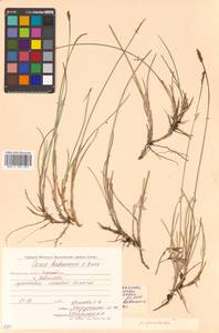 Carex parallela (Laest.) Sommerf., Siberia, Chukotka & Kamchatka (S7) (Russia)