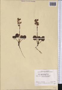 Pyrola grandiflora Radius, America (AMER) (Canada)