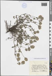 Ziziphora puschkinii Adams, Caucasus, North Ossetia, Ingushetia & Chechnya (K1c) (Russia)