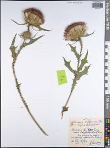 Cirsium vulgare (Savi) Ten., Eastern Europe, Central region (E4) (Russia)