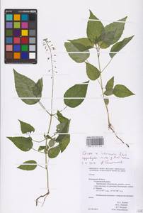 Circaea ×intermedia Ehrh., Eastern Europe, Central region (E4) (Russia)