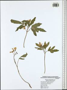 Cardamine quinquefolia (M. Bieb.) Schmalh., Eastern Europe, Central region (E4) (Russia)