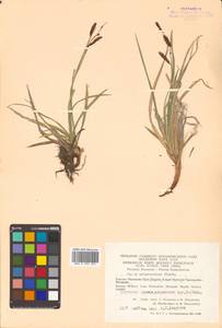 Carex microchaeta subsp. nesophila (Holm) D.F.Murray, Siberia, Chukotka & Kamchatka (S7) (Russia)