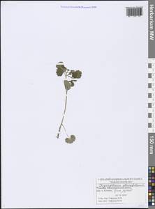 Chrysosplenium alternifolium L., Eastern Europe, Middle Volga region (E8) (Russia)