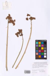 Schoenoplectus lacustris subsp. hippolyti (V.I.Krecz.) Kukkonen, Eastern Europe, Rostov Oblast (E12a) (Russia)