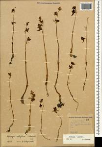 Epipogium aphyllum Sw., Caucasus, Stavropol Krai, Karachay-Cherkessia & Kabardino-Balkaria (K1b) (Russia)