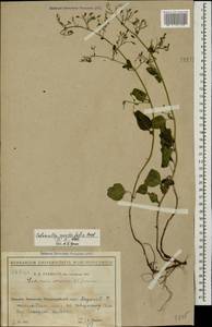 Clinopodium menthifolium, Caucasus, Black Sea Shore (from Novorossiysk to Adler) (K3) (Russia)