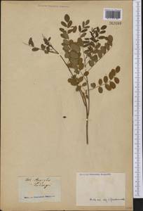 Amorpha fruticosa L., America (AMER) (Not classified)
