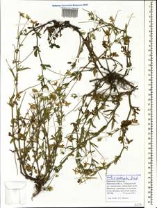 Viola × contempta Jord., Caucasus, Stavropol Krai, Karachay-Cherkessia & Kabardino-Balkaria (K1b) (Russia)
