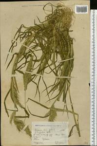 Echinochloa crus-galli (L.) P.Beauv., Siberia, Western (Kazakhstan) Altai Mountains (S2a) (Kazakhstan)