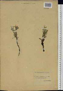 Astragalus syriacus L., Siberia, Yakutia (S5) (Russia)