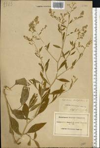 Lepidium latifolium L., Eastern Europe, South Ukrainian region (E12) (Ukraine)