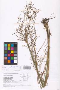 Juncus alpinoarticulatus Chaix, Eastern Europe, Central region (E4) (Russia)
