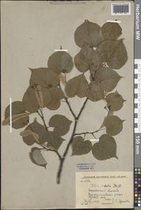Tilia cordata Mill., Eastern Europe, Central forest-and-steppe region (E6) (Russia)