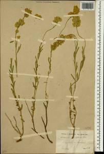 Aethionema grandiflorum Boiss. & Hohen., South Asia, South Asia (Asia outside ex-Soviet states and Mongolia) (ASIA) (Iran)