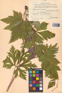 Aconitum sczukinii Turcz., Siberia, Russian Far East (S6) (Russia)