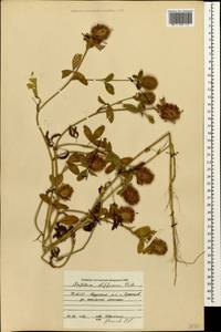 Trifolium diffusum Ehrh., Caucasus, North Ossetia, Ingushetia & Chechnya (K1c) (Russia)