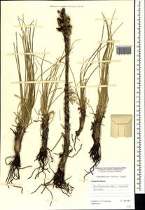 Asphodeline taurica (Pall. ex M.Bieb.) Endl., Crimea (KRYM) (Russia)