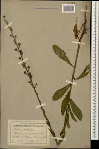 Verbascum blattaria L., Caucasus, Stavropol Krai, Karachay-Cherkessia & Kabardino-Balkaria (K1b) (Russia)