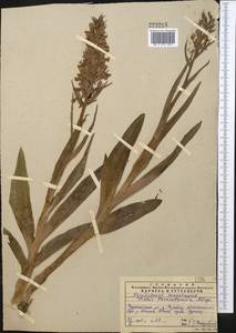 Dactylorhiza incarnata subsp. cilicica (Klinge) H.Sund., Middle Asia, Western Tian Shan & Karatau (M3) (Kazakhstan)
