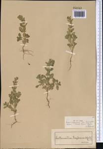 Lallemantia royleana (Benth.) Benth., Middle Asia, Syr-Darian deserts & Kyzylkum (M7) (Kazakhstan)