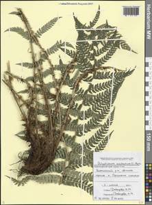 Polystichum aculeatum (L.) Roth, Caucasus, Black Sea Shore (from Novorossiysk to Adler) (K3) (Russia)