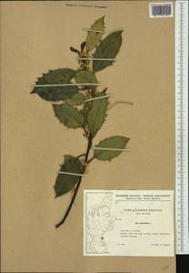 Ilex aquifolium L., Western Europe (EUR) (Denmark)