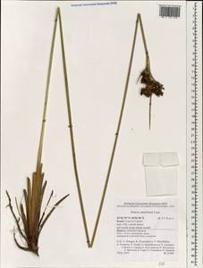 Juncus maritimus Lam., South Asia, South Asia (Asia outside ex-Soviet states and Mongolia) (ASIA) (Israel)