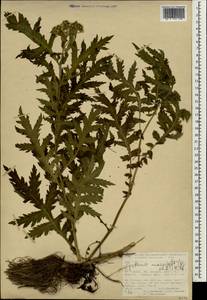 Tanacetum macrophyllum (Waldst. & Kit.) Sch. Bip., South Asia, South Asia (Asia outside ex-Soviet states and Mongolia) (ASIA) (Turkey)