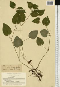 Viola ×kiliensis E. H. L. Krause, Eastern Europe, Central region (E4) (Russia)