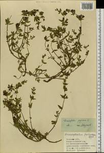Dracocephalum peregrinum L., Siberia, Altai & Sayany Mountains (S2) (Russia)