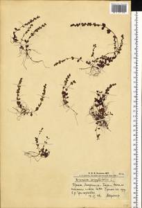 Veronica serpyllifolia L., Siberia, Altai & Sayany Mountains (S2) (Russia)