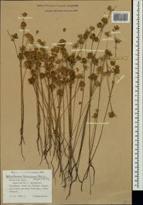 Helianthemum ledifolium subsp. lasiocarpum (Jacques & Hérincq) Nyman, Crimea (KRYM) (Russia)
