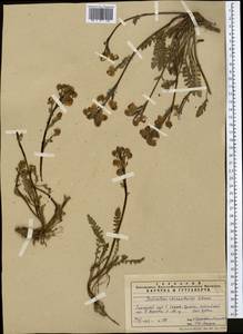 Pedicularis rhinanthoides, Middle Asia, Pamir & Pamiro-Alai (M2) (Uzbekistan)