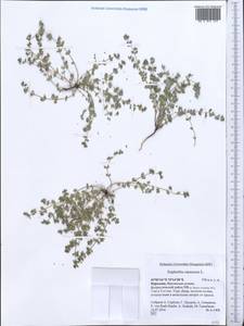 Euphorbia chamaesyce L., Middle Asia, Western Tian Shan & Karatau (M3) (Kyrgyzstan)