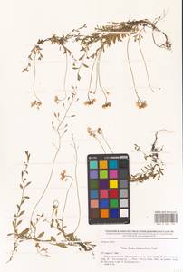 Draba sibirica (Pall.) Thell., Eastern Europe, Central forest-and-steppe region (E6) (Russia)