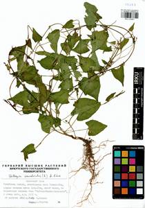 Fallopia convolvulus (L.) Á. Löve, Siberia, Baikal & Transbaikal region (S4) (Russia)