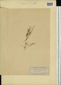 Stellaria longifolia (Regel) Muhl. ex Willd., Eastern Europe, Moscow region (E4a) (Russia)