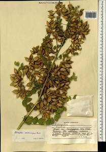Astragalus coluteocarpus, South Asia, South Asia (Asia outside ex-Soviet states and Mongolia) (ASIA) (Afghanistan)