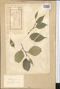 Celtis caucasica Willd., Middle Asia, Western Tian Shan & Karatau (M3) (Uzbekistan)