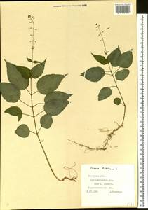 Circaea lutetiana L., Eastern Europe, West Ukrainian region (E13) (Ukraine)