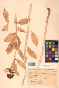 Hylotelephium verticillatum (L.) H. Ohba, Siberia, Chukotka & Kamchatka (S7) (Russia)