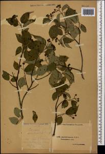 Cornus sanguinea subsp. australis (C.A.Mey.) Jáv., Caucasus, Azerbaijan (K6) (Azerbaijan)