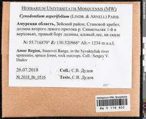 Cynodontium asperifolium (Lindb. ex Arnell) Paris, Bryophytes, Bryophytes - Russian Far East (excl. Chukotka & Kamchatka) (B20) (Russia)