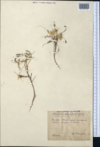 Astragalus lentilobus R.V. Kamelin & S.S. Kovalevskaya, Middle Asia, Pamir & Pamiro-Alai (M2) (Uzbekistan)
