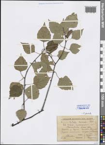 Betula pendula Roth, Caucasus, Krasnodar Krai & Adygea (K1a) (Russia)